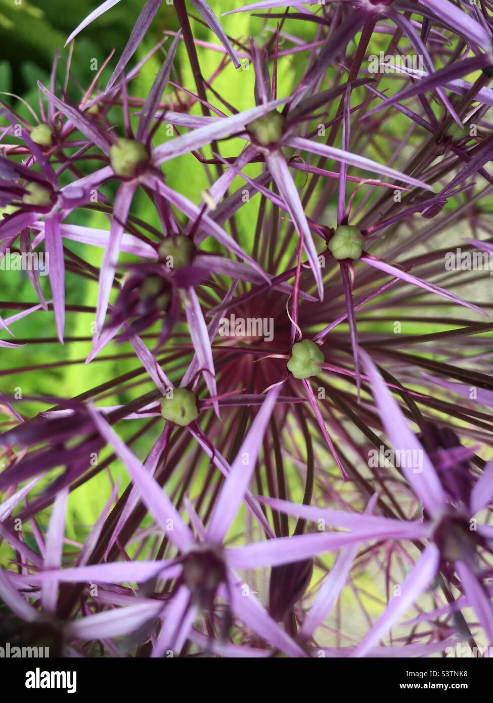 Agapanthus, lila, teen, Design, Natur Stockfoto