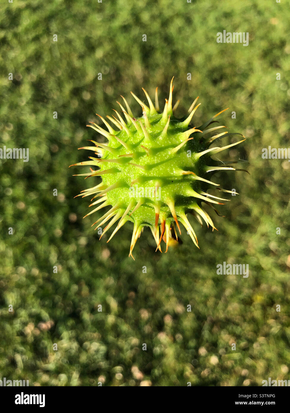 Conker in Luft - Smartphone-aufgenommenes Stockfoto