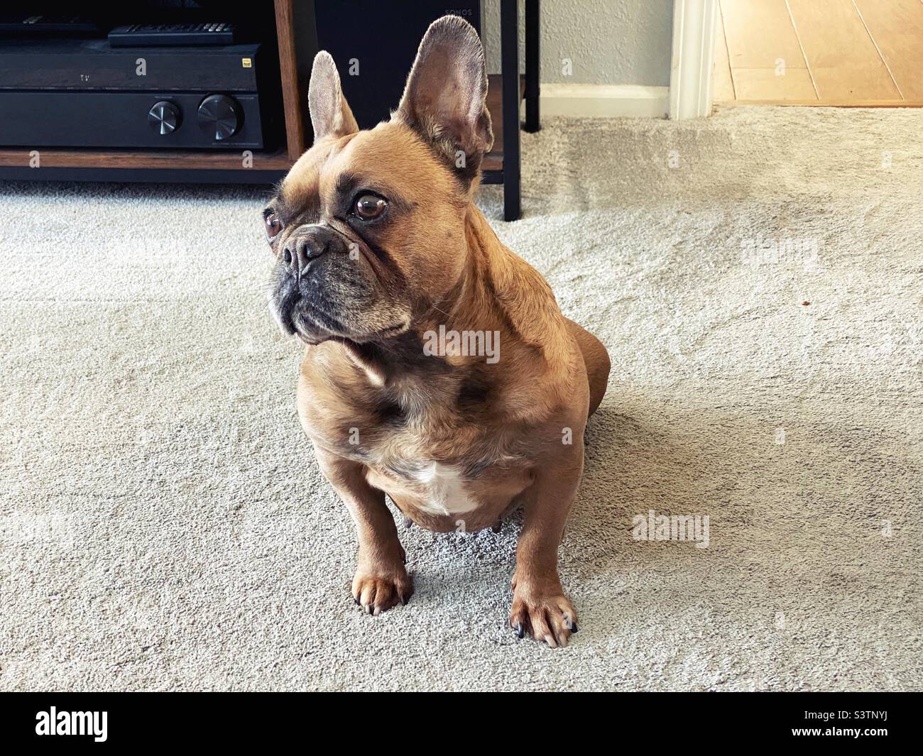 Eine französische Bulldogge mit aufsteigenden Ohren und einem verblüfften Ausdruck. Stockfoto