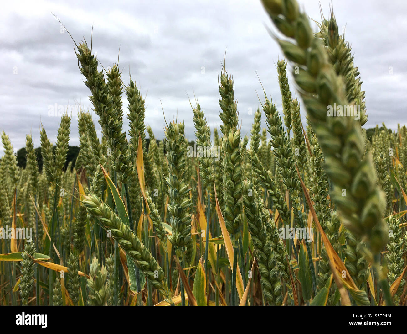 Weizen - Smartphone-aufgenommenes Stockfoto