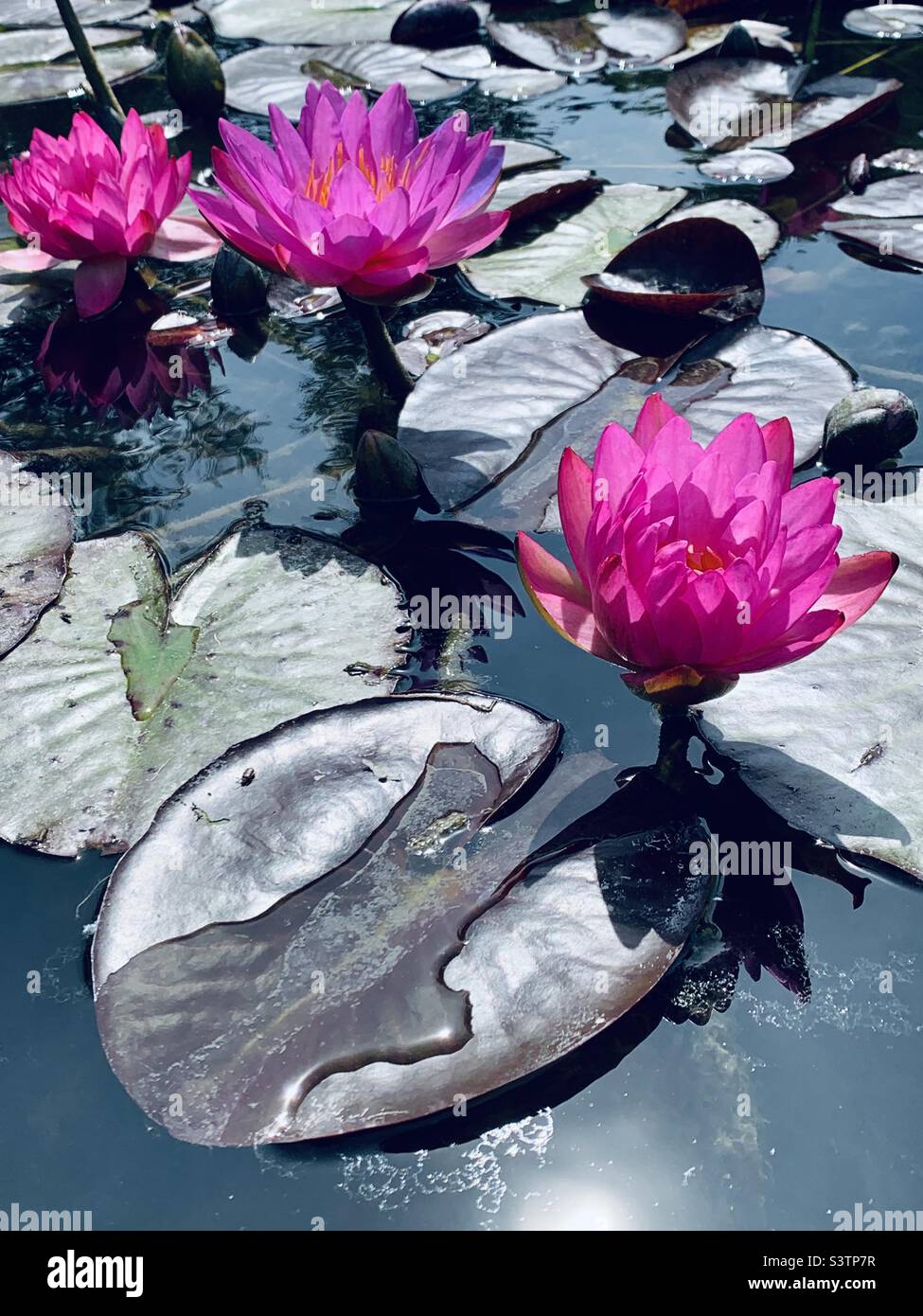 Magenta rosa Lotusblumen Wasserlilien im Sonnenschein - Smartphone-aufgenommenes Stockfoto
