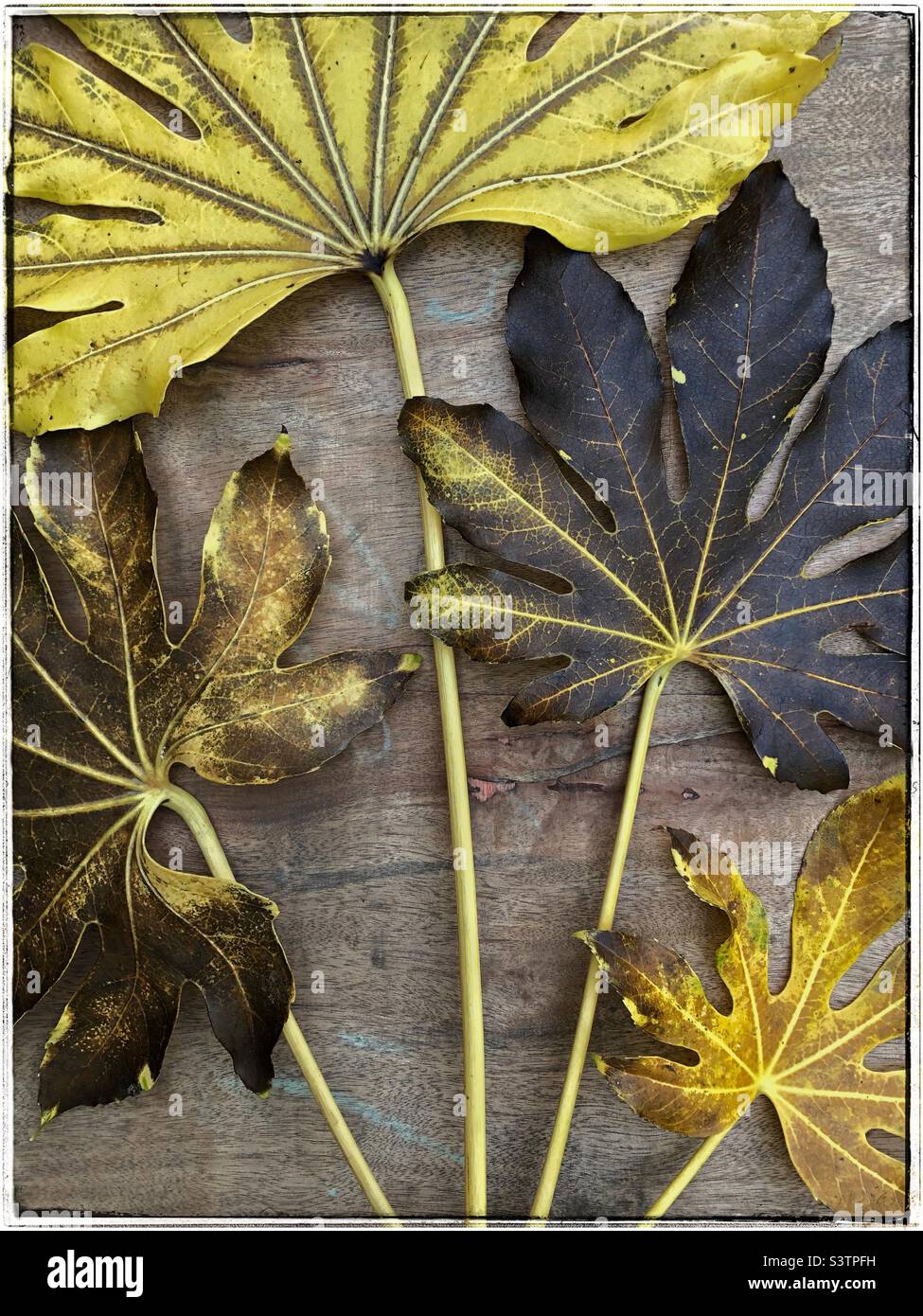 Detaillierte Nahaufnahme von abgestorbenen Blättern der Falschen Rizinuspflanze (fatsia japonica) mit variierenden Zerfallsgraden, die in einem Fächer auf einem hölzernen Hintergrund angeordnet sind. Stockfoto