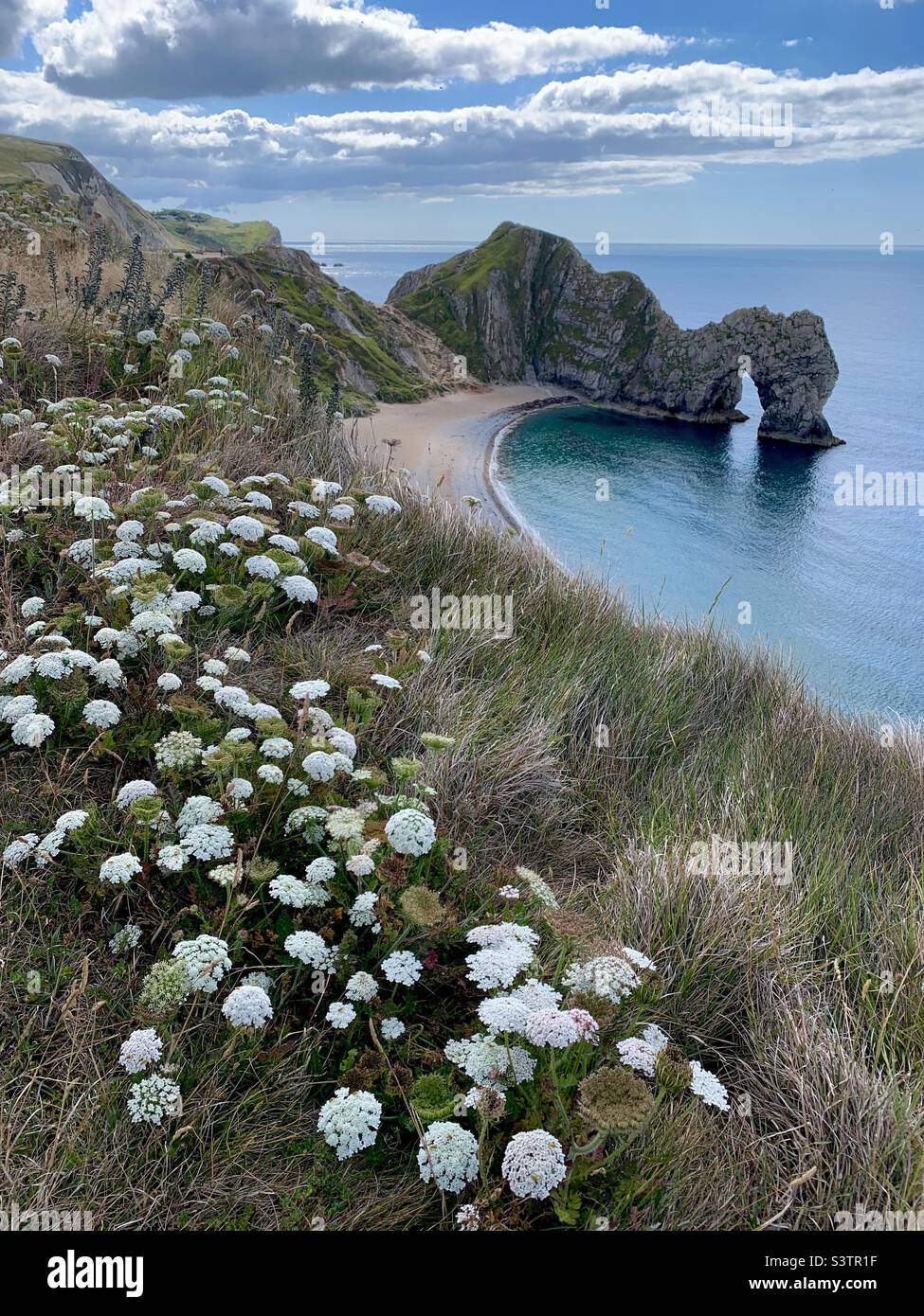 Weiße Blumen an der durdle-Tür - Smartphone-aufgenommenes Stockfoto