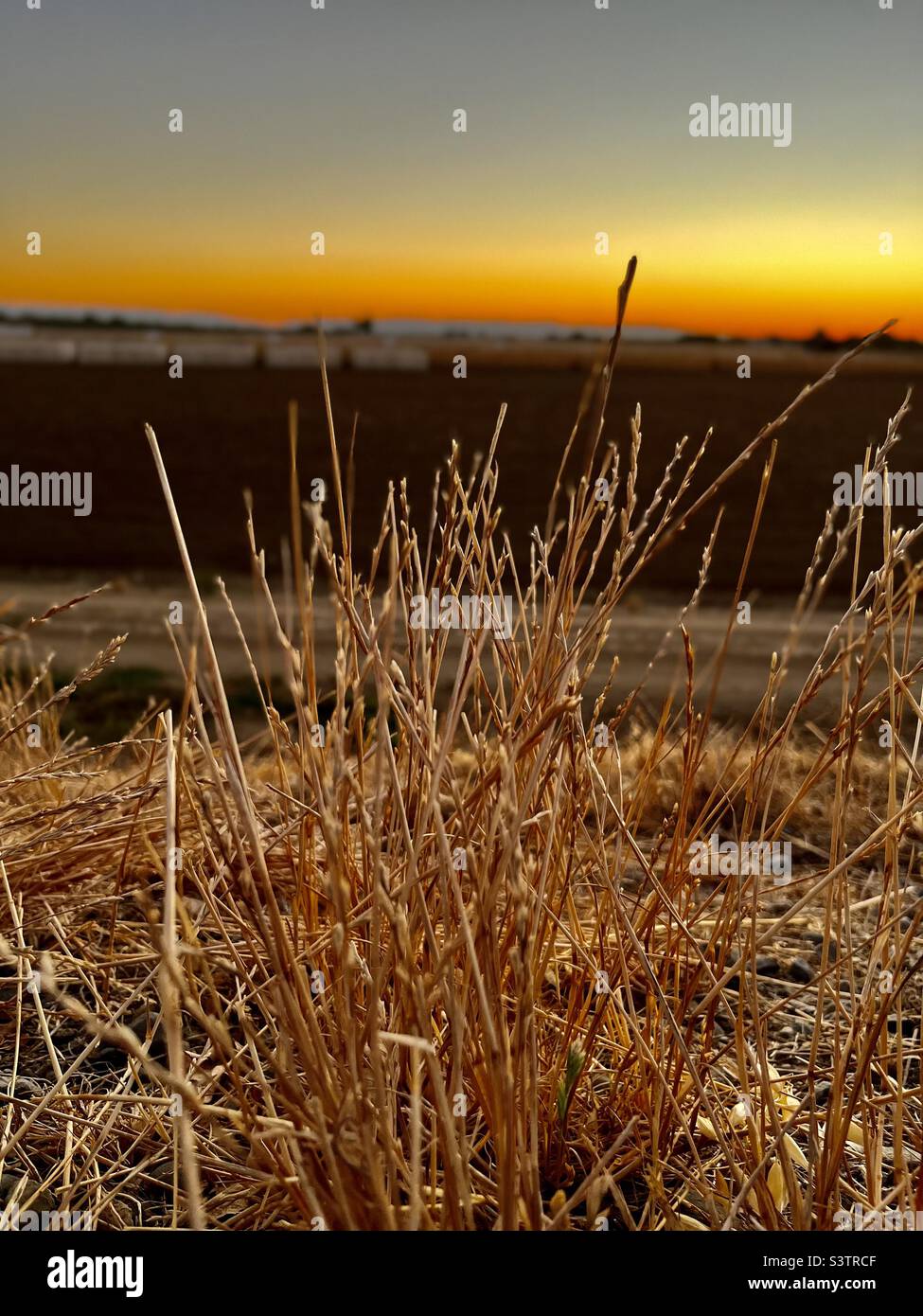 Einzigartiges braunes Gras mit Porträtmodus auf dem iPhone. Wunderschöner Sonnenuntergang in Kalifornien im Hintergrund. Stockfoto