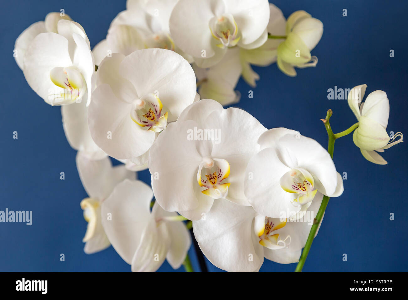 Große weiße Orchideenblüten auf blauem Hintergrund, Nahaufnahme Stockfoto