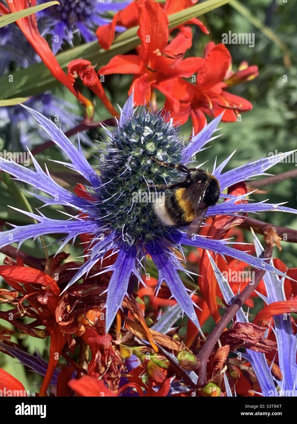 Biene auf einer purpurnen Distel - Smartphone-aufgenommenes Stockfoto