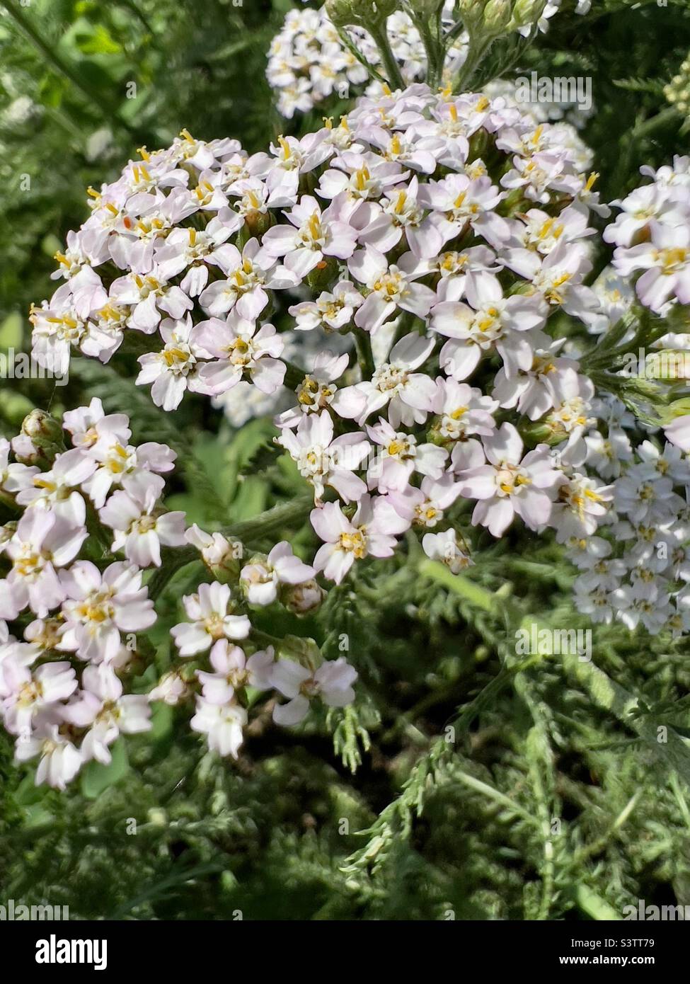 Weiße kleine Blüten im Gras. Grüner natürlicher Hintergrund. Sommervegetation ist charmant und angenehm für das Auge. san-Strahlen beleuchten blühende Pflanzen Stockfoto