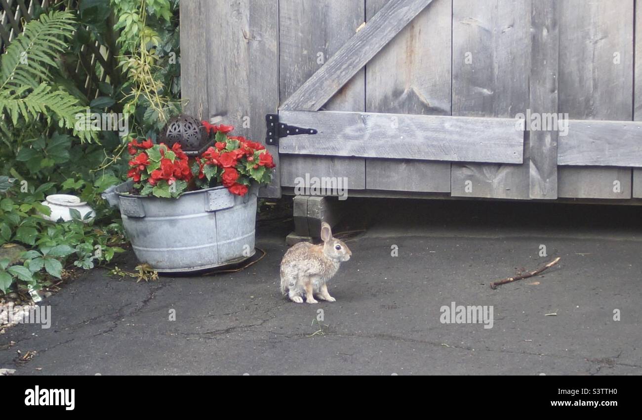 Cottontail Hase bewegt sich ruhig durch den Hinterhof. Stockfoto