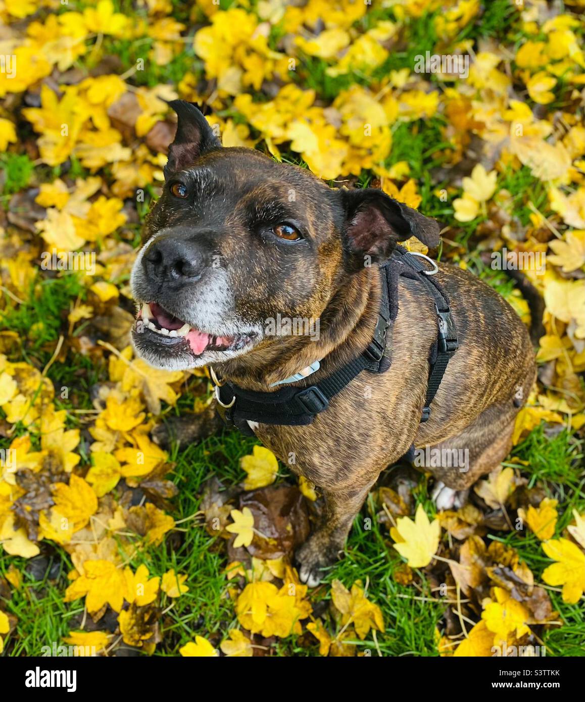 Hund sitzt zwischen Blättern Stockfoto