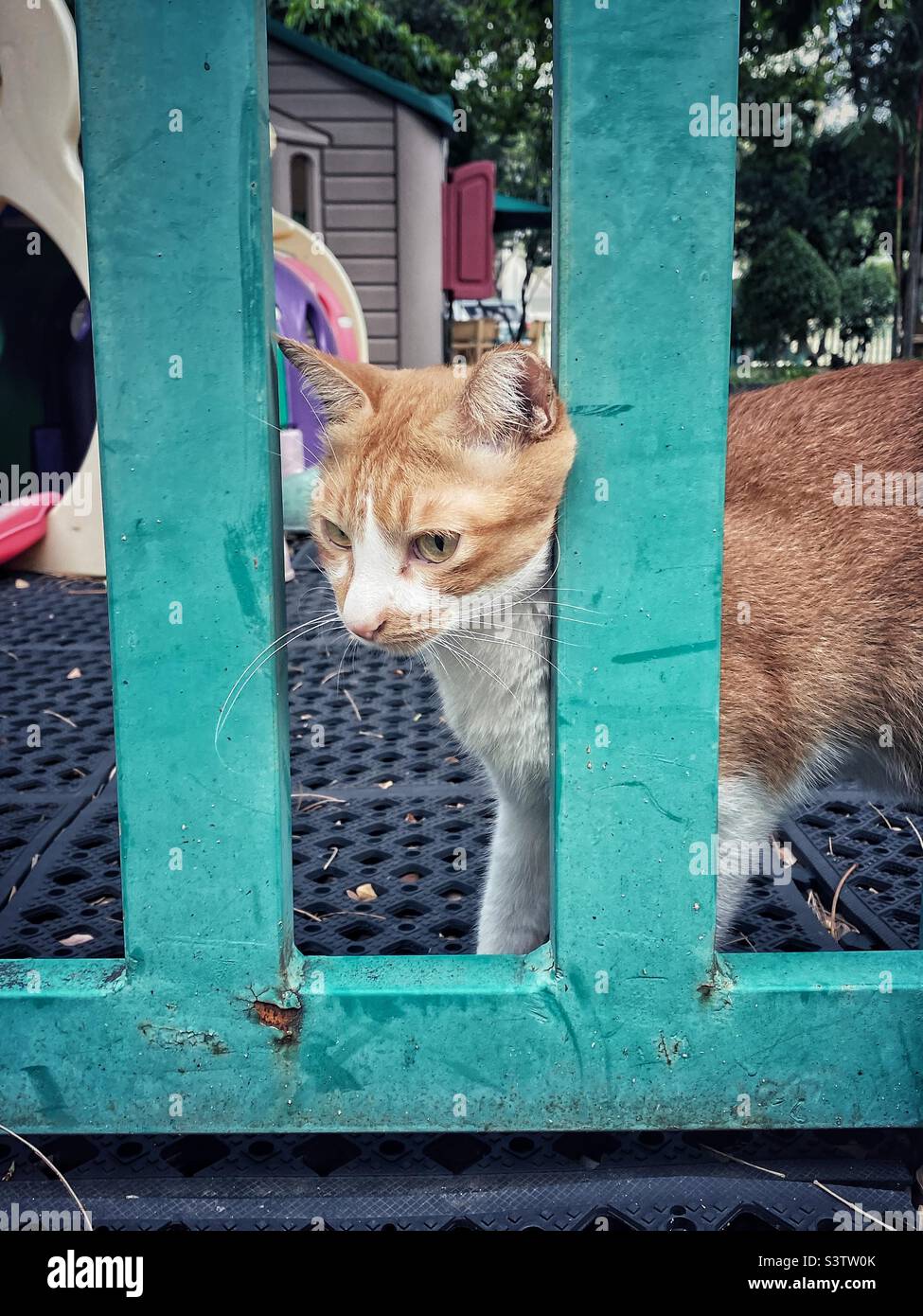 Eine Katze hinter einem Zaun Stockfoto