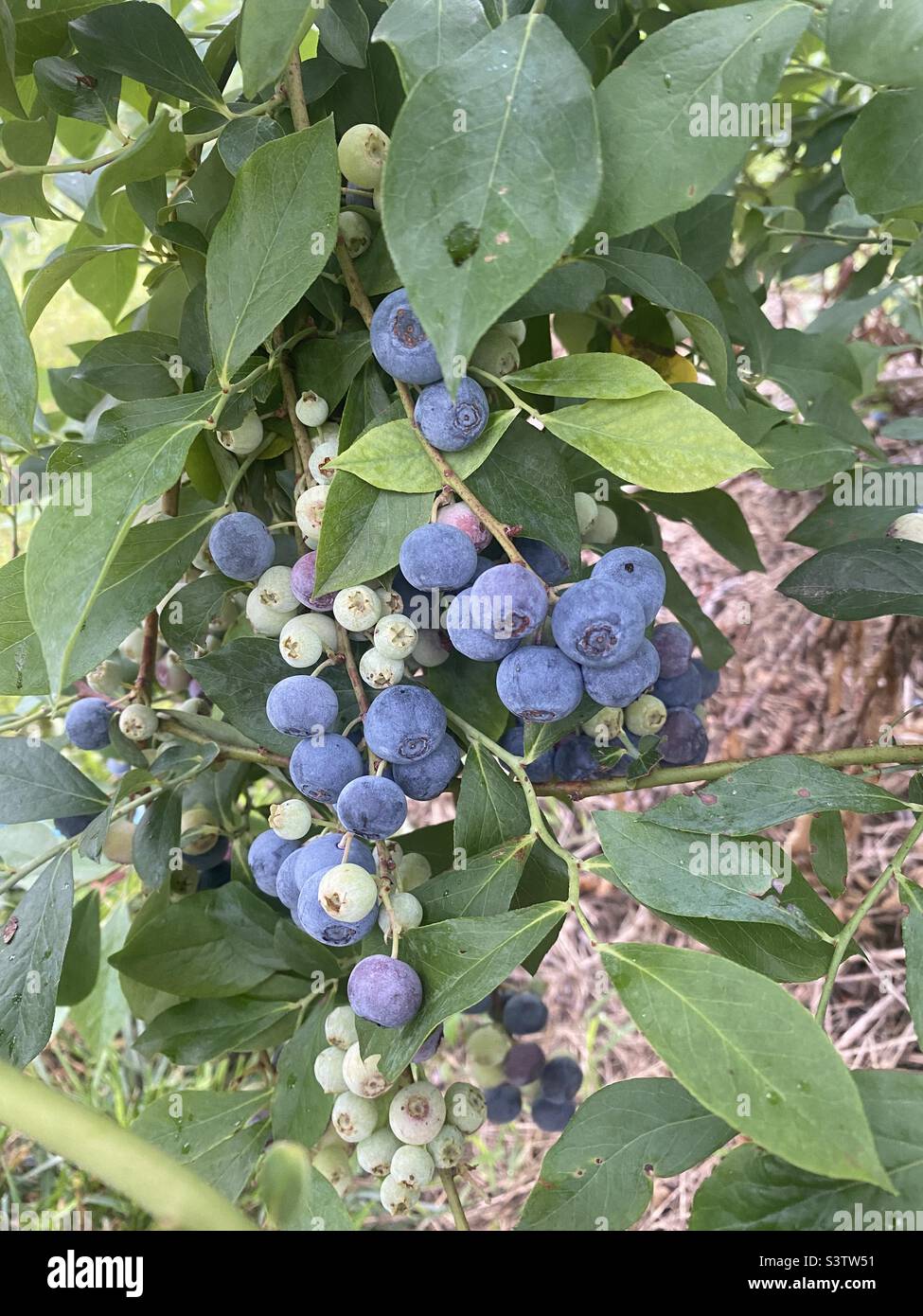 Reifende Heidelbeere Cluster in grünen Blättern auf einem Busch. Stockfoto