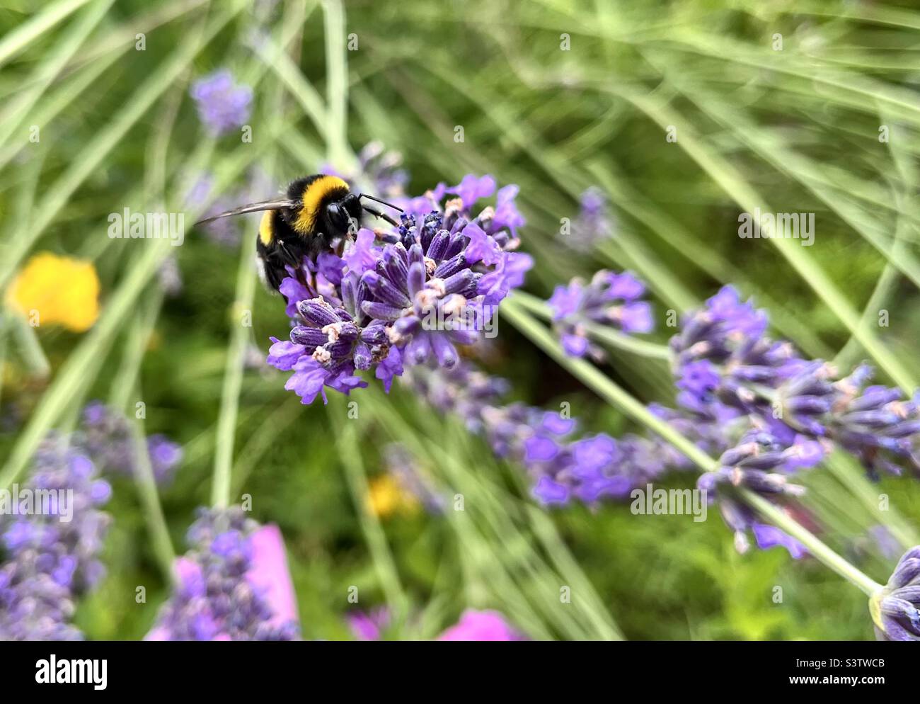 Hummeln Hummeln Hummelfütterung an Lavendel-lavandula-Pflanze Stockfoto