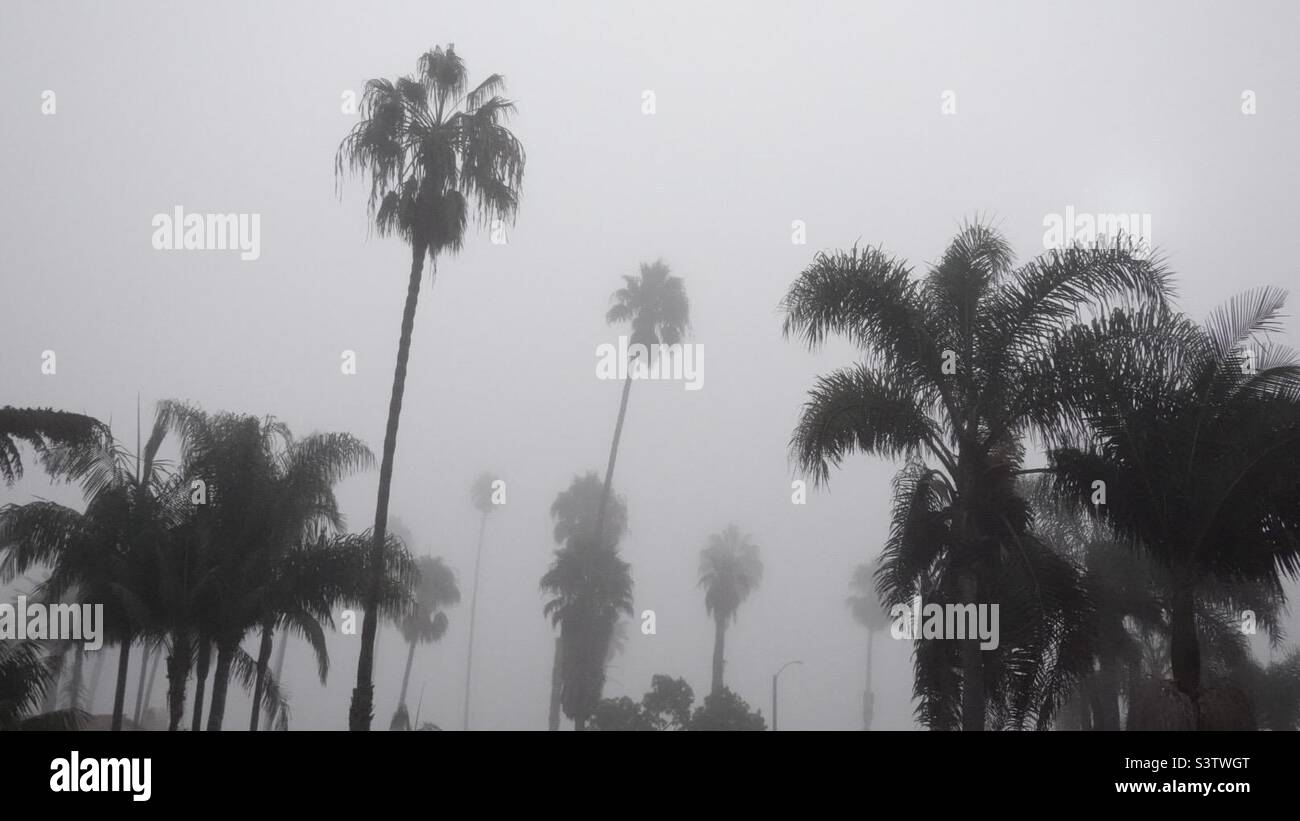 Palmen, die in grauem Nebel dargestellt sind, erzeugen einen monochromen Effekt. Rechteckige Zusammensetzung - Smartphone-aufgenommenes Stockfoto