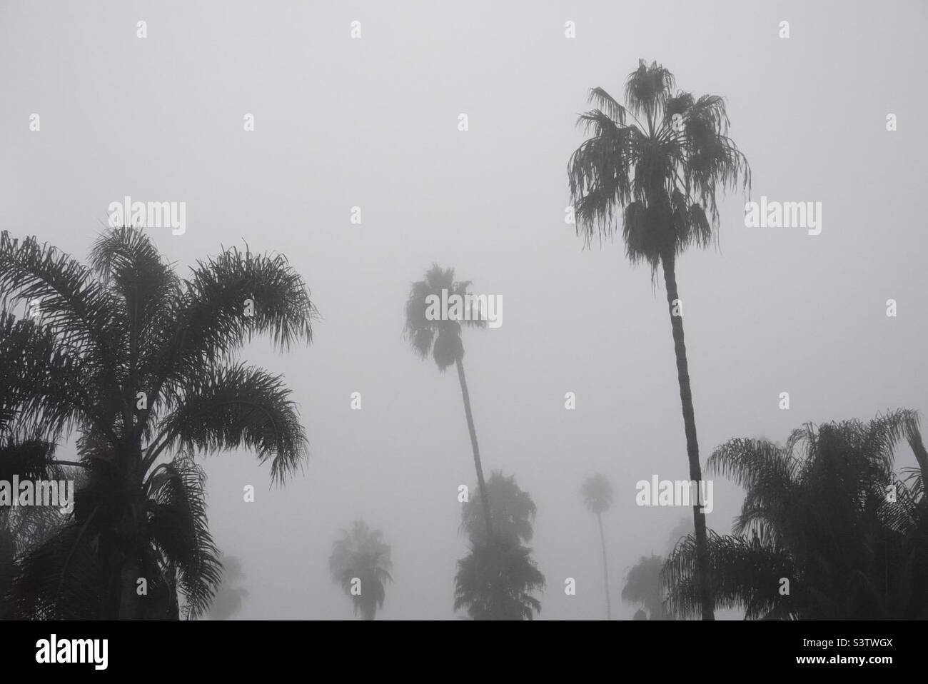 Palmen, die in grauem Nebel dargestellt sind, erzeugen einen monochromen Effekt. Stockfoto