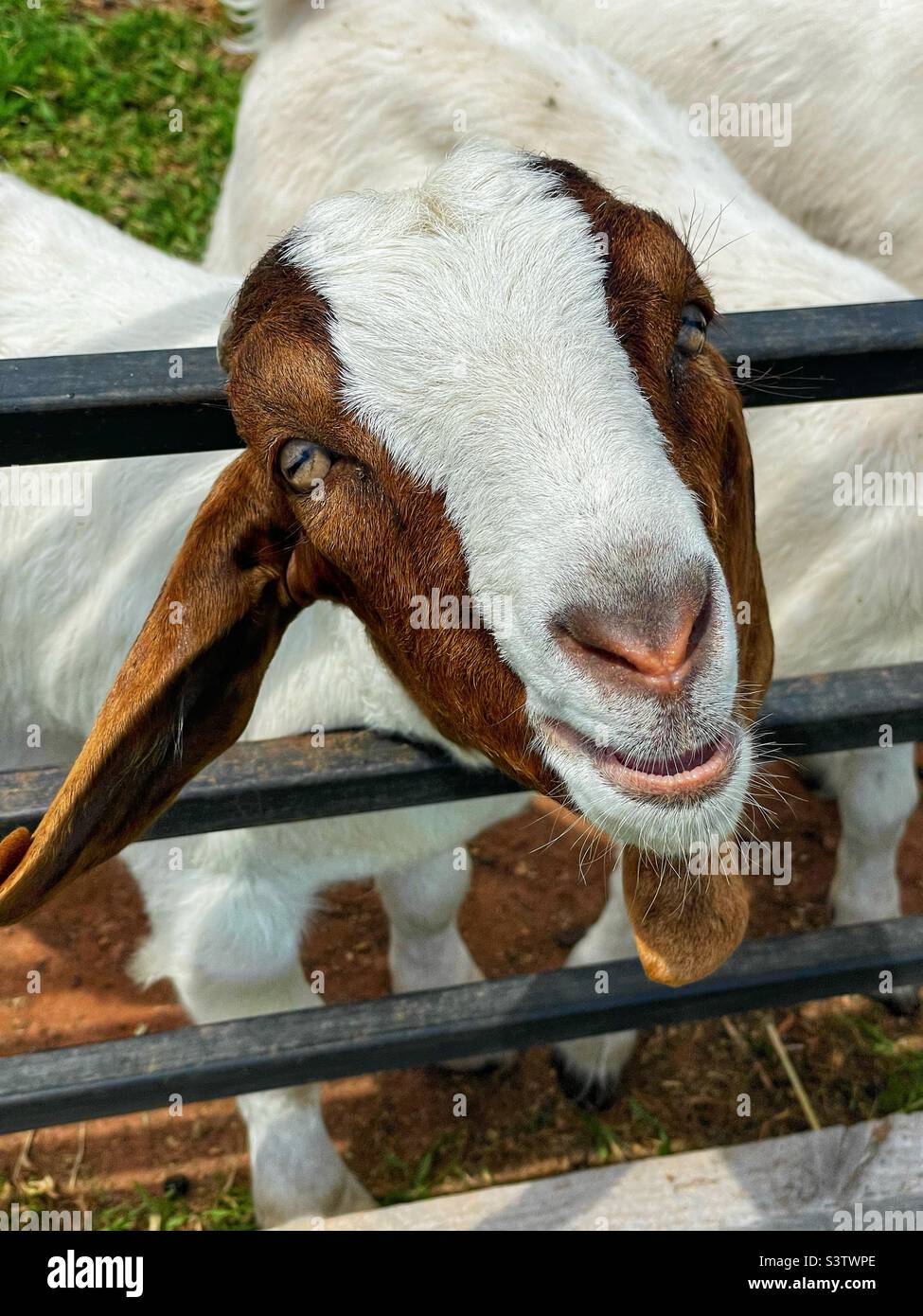 Boer Ziegen in einem Bauernhof Paddock. Stockfoto