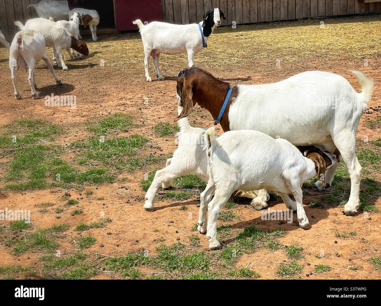 Boer Ziegen und Kleinkinder in einem Bauernhof Paddock. - Smartphone-aufgenommenes Stockfoto