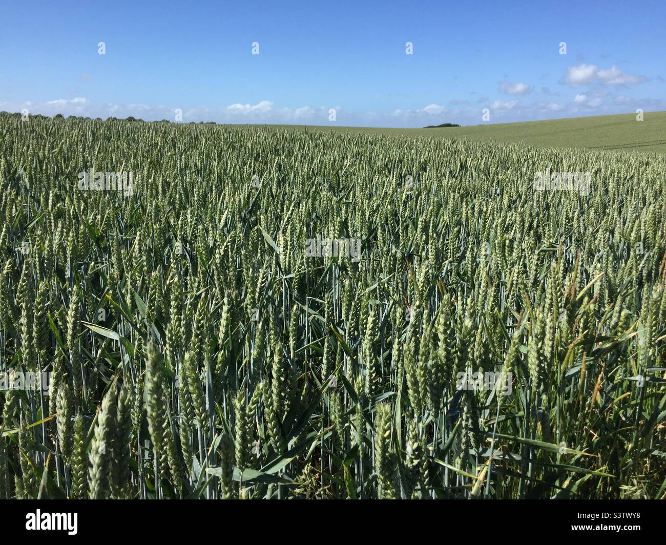 Weizenfeld reift in der Sommersonne. East Sussex, Großbritannien - Smartphone-aufgenommenes Stockfoto