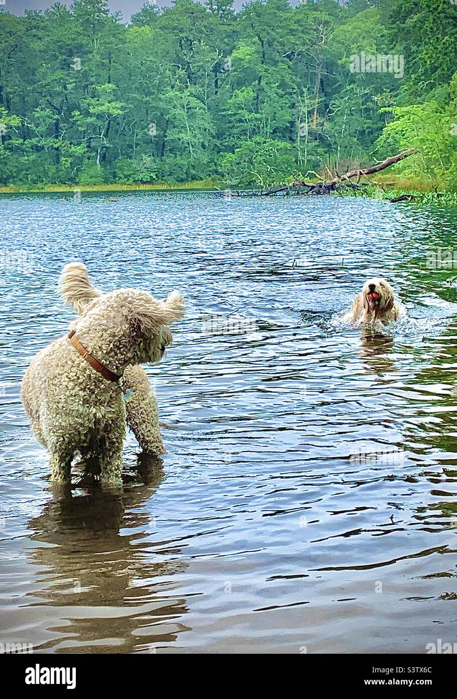 Zwei Hunde spielen im See Stockfoto