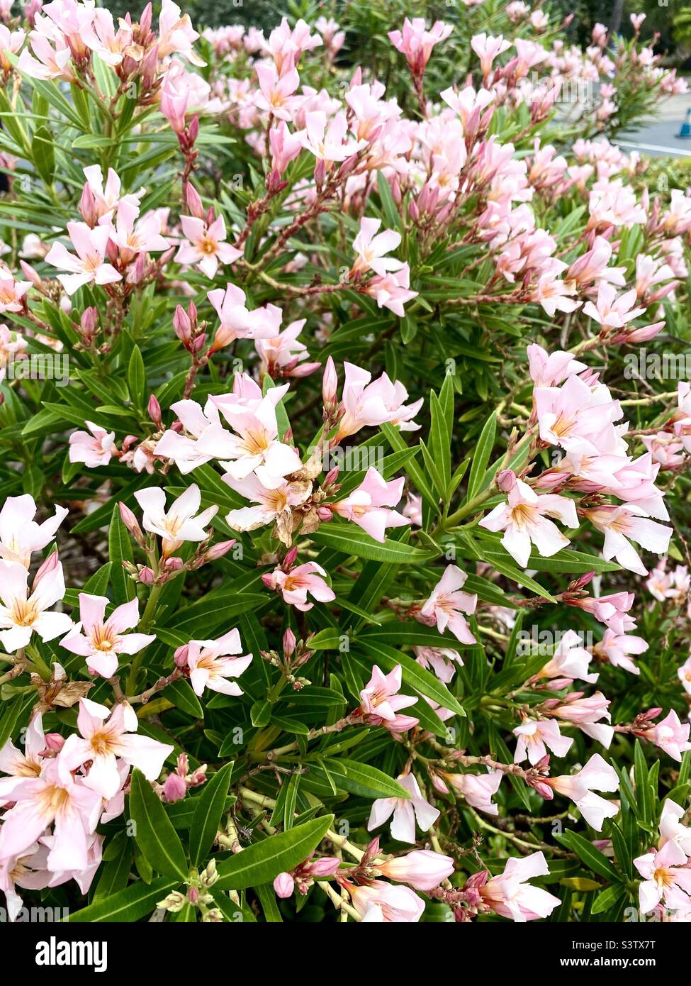 Oleander-Strauch mit rosa Blüten.Eine Art von Nerium. - Smartphone-aufgenommenes Stockfoto