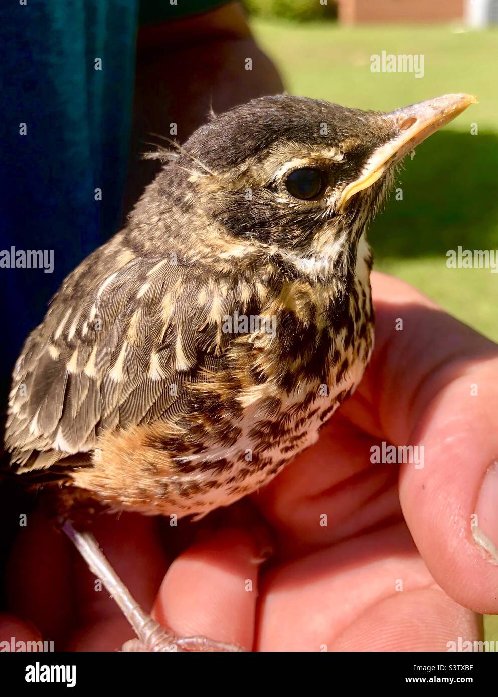 Junger Robin im Hof gefunden. Stockfoto