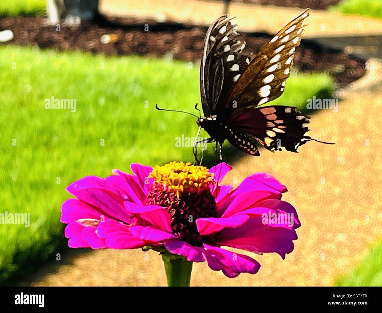 Schmetterling auf Zinnia Blume. Foto aufgenommen in Columbus, Mississippi, 16. Juli 2022. - Smartphone-aufgenommenes Stockfoto