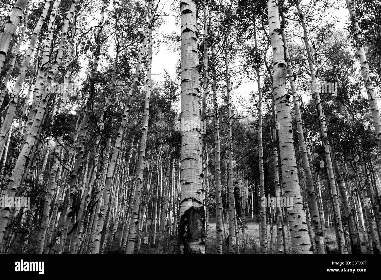 Aspen Familie von Bäumen an einem bewölkten Tag in Colorado. Stockfoto