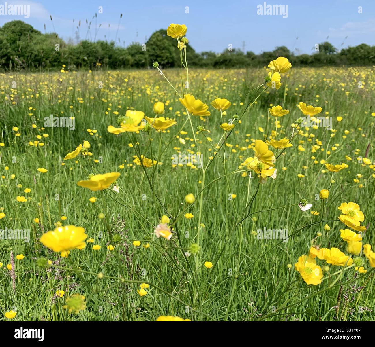 Butterblumen im sommer wiese - Smartphone-aufgenommenes Stockfoto