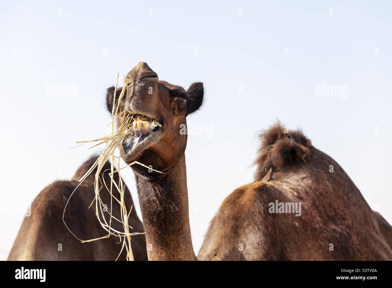 Lustige Kamel kauen getrocknetes Gras in der Wüste, Tierporträt Stockfoto