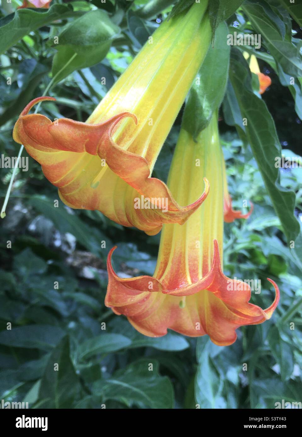 Trompetenblumen, Blumen, exotisch, gelb, grün, Orange, tropisch, Design, Stil, Schönheit Stockfoto