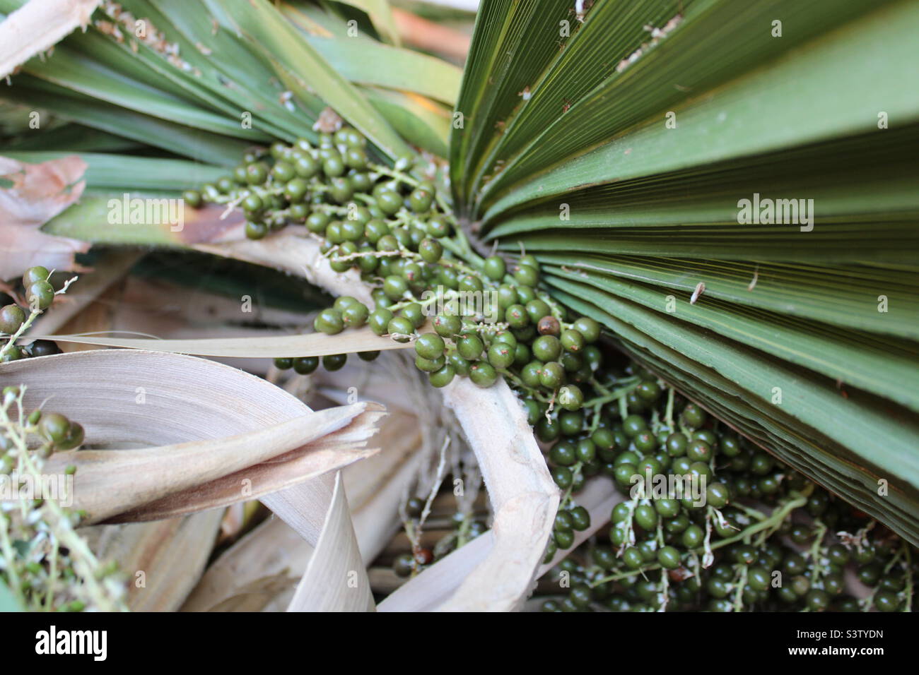 Catral, Spanien.16-07-2022: Nahaufnahme eines grünen Dattelpalmenabschnittes mit hellgrünen Datteln, die nach dem Beschneiden herunterkamen - Smartphone-aufgenommenes Stockfoto