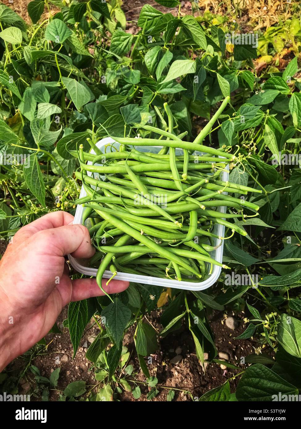Ernte von französischen Zwergbohnen im Juli auf einer britischen Gartenzuteilung - Smartphone-aufgenommenes Stockfoto