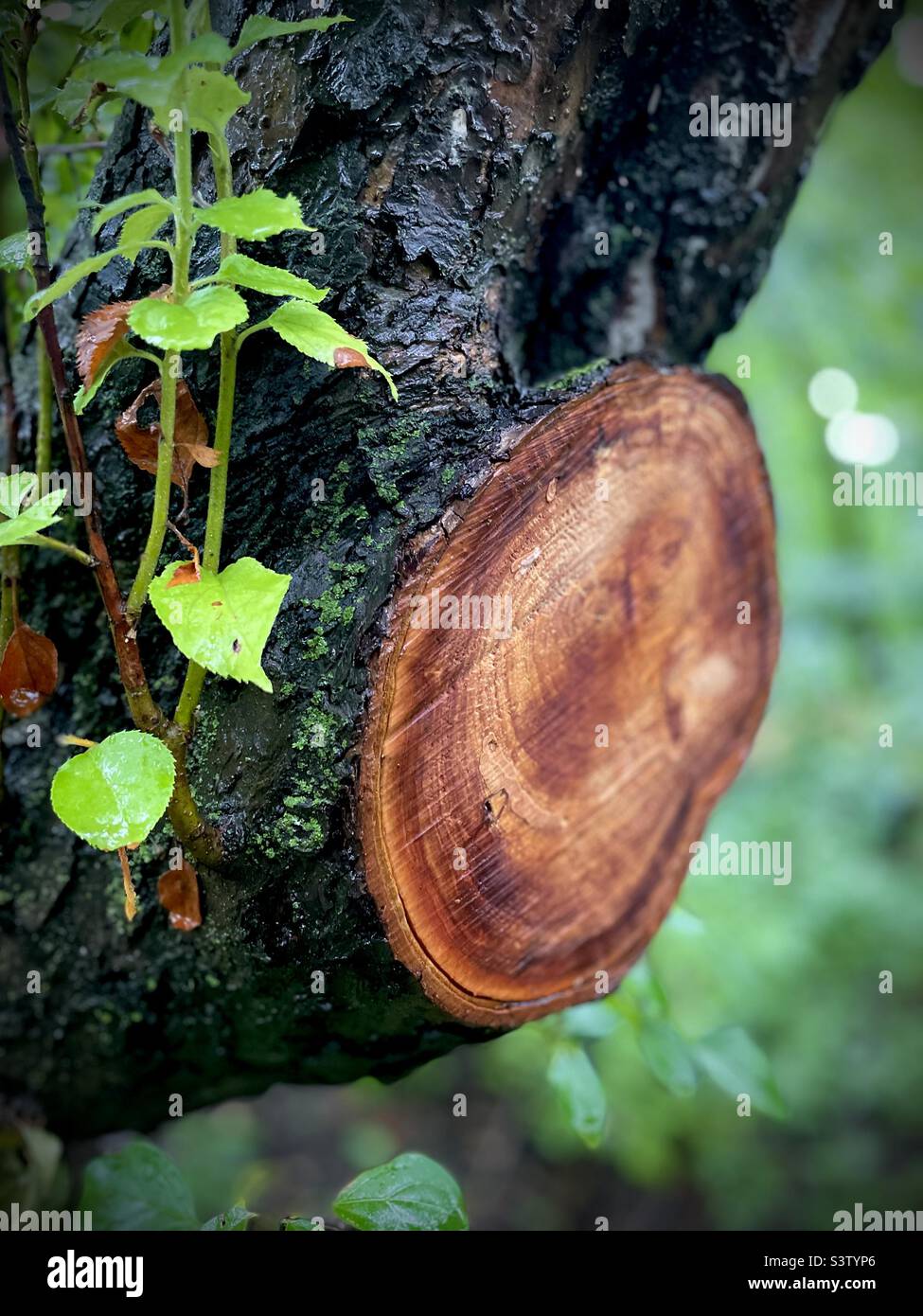 Lasst uns die Erde retten Stockfoto