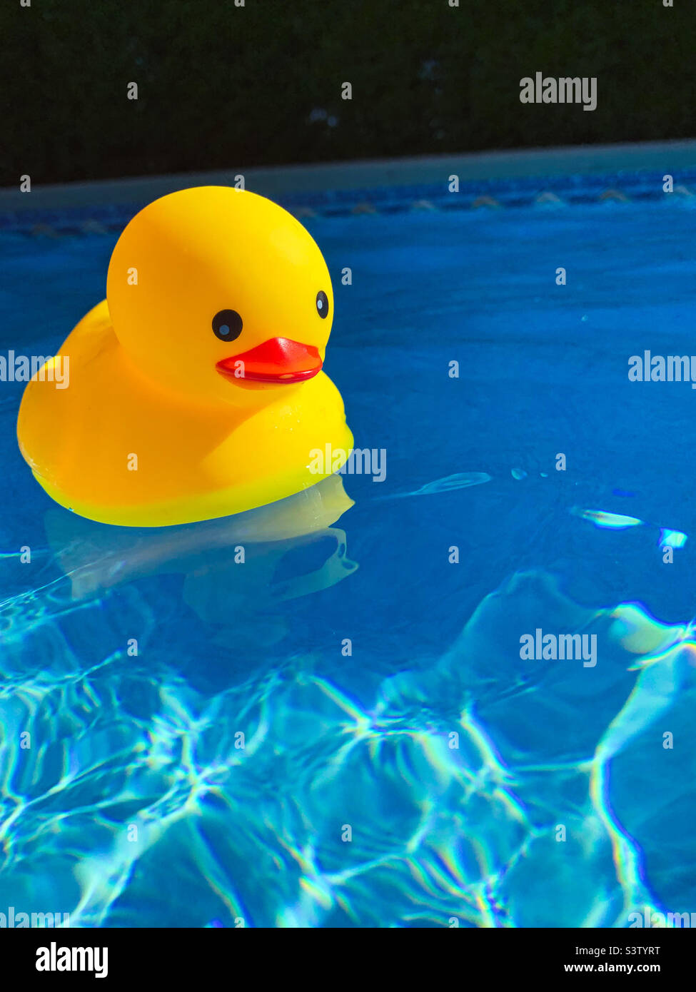 Gelbe Gummiente schwimmt an einem heißen sonnigen Sommertag auf dem klaren Wasser eines Hinterhof-Swimmingpools. Stockfoto