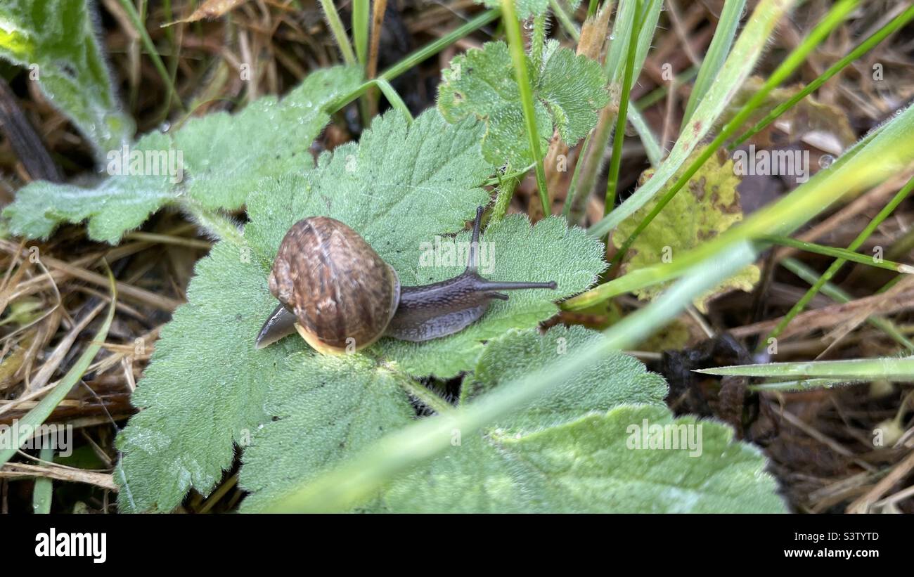 Schnecke nach Regen Stockfoto