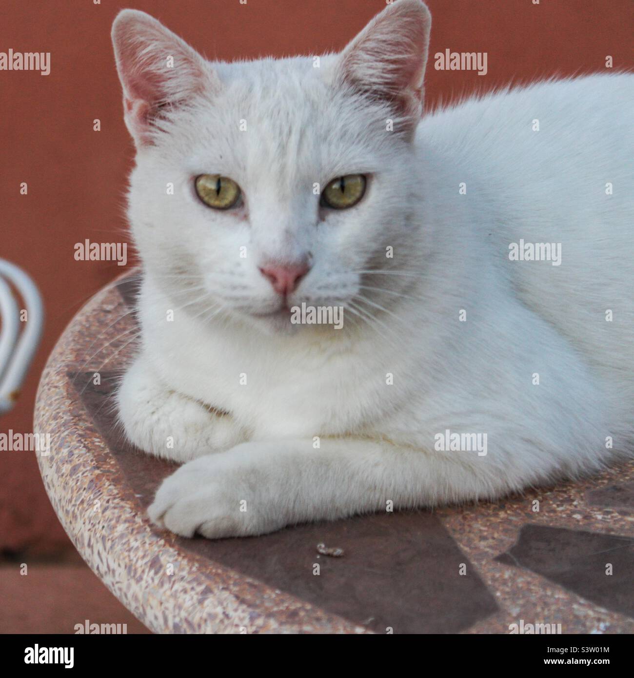 Catral, Spanien.18-07-2022: Weiße Katze auf einem Tisch in meinem Garten mit einer orangefarbenen Wand im Hintergrund - Smartphone-aufgenommenes Stockfoto