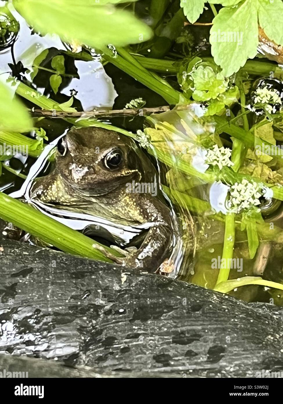Gemeinsamer Garten Frosch Stockfoto