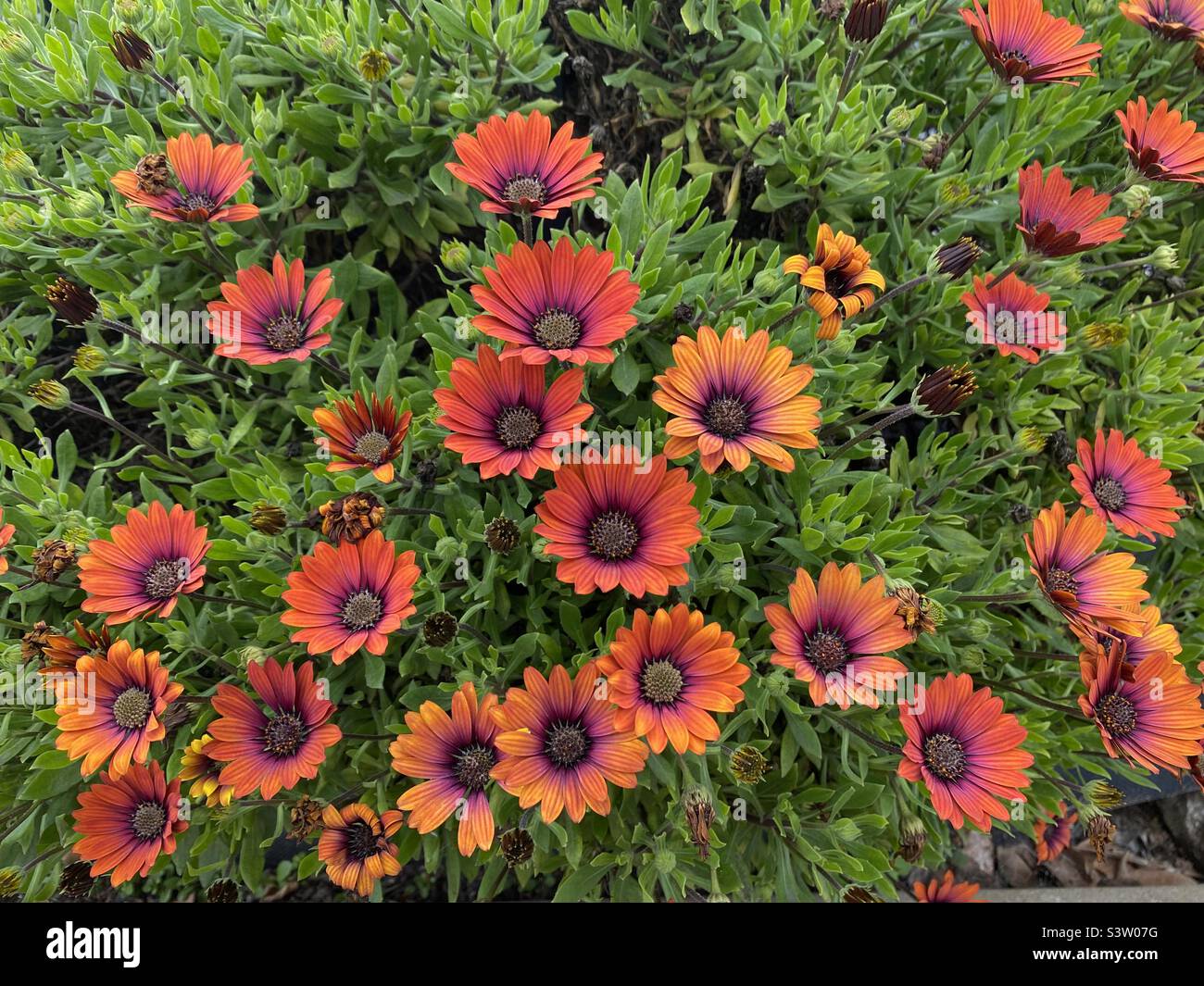 Gerbera daisies Stockfoto