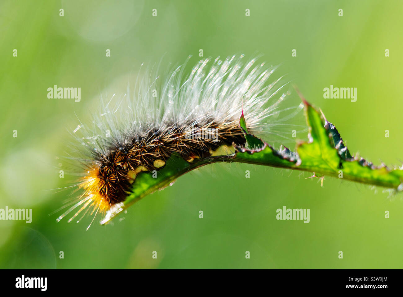 Haarige Raupe, die ein frisches Blatt frisst - Smartphone-aufgenommenes Stockfoto