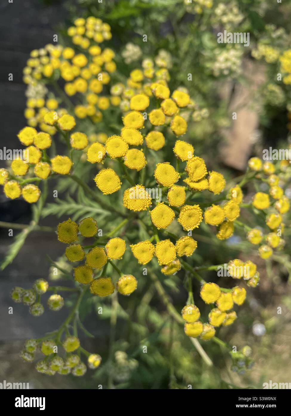 Gelbe Tansy-Blüten Stockfoto