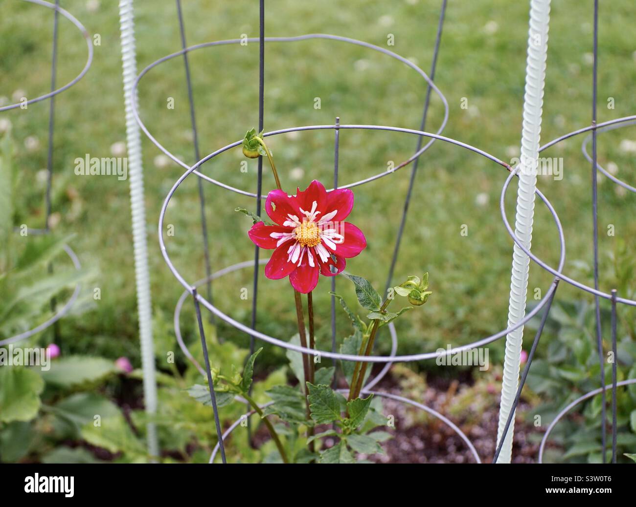 Die rote Dahlia in den Halifax Public Gardens. Stockfoto