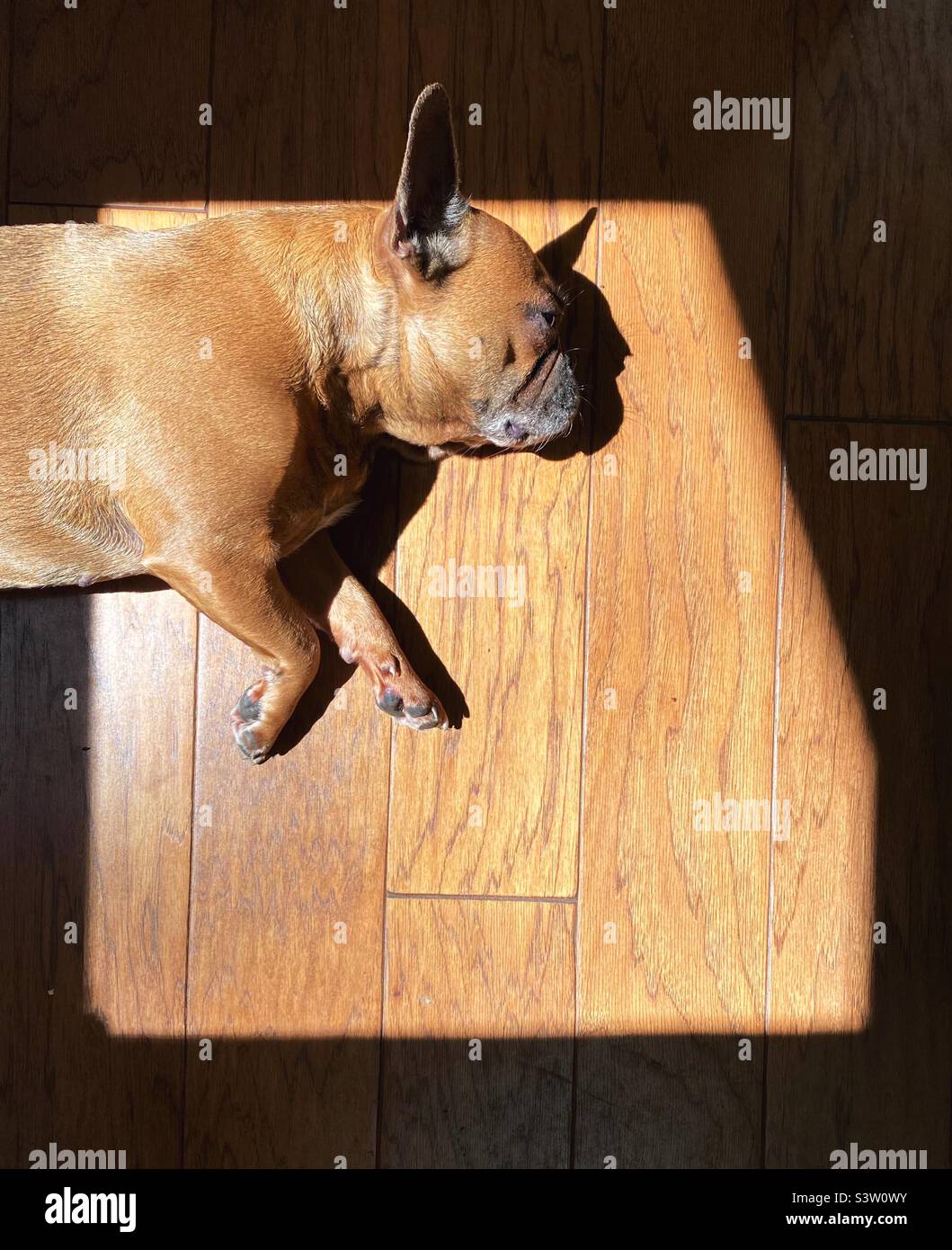 Französische Bulldogge, die in einem Sonnenfleck auf einem Holzboden schläft. Stockfoto