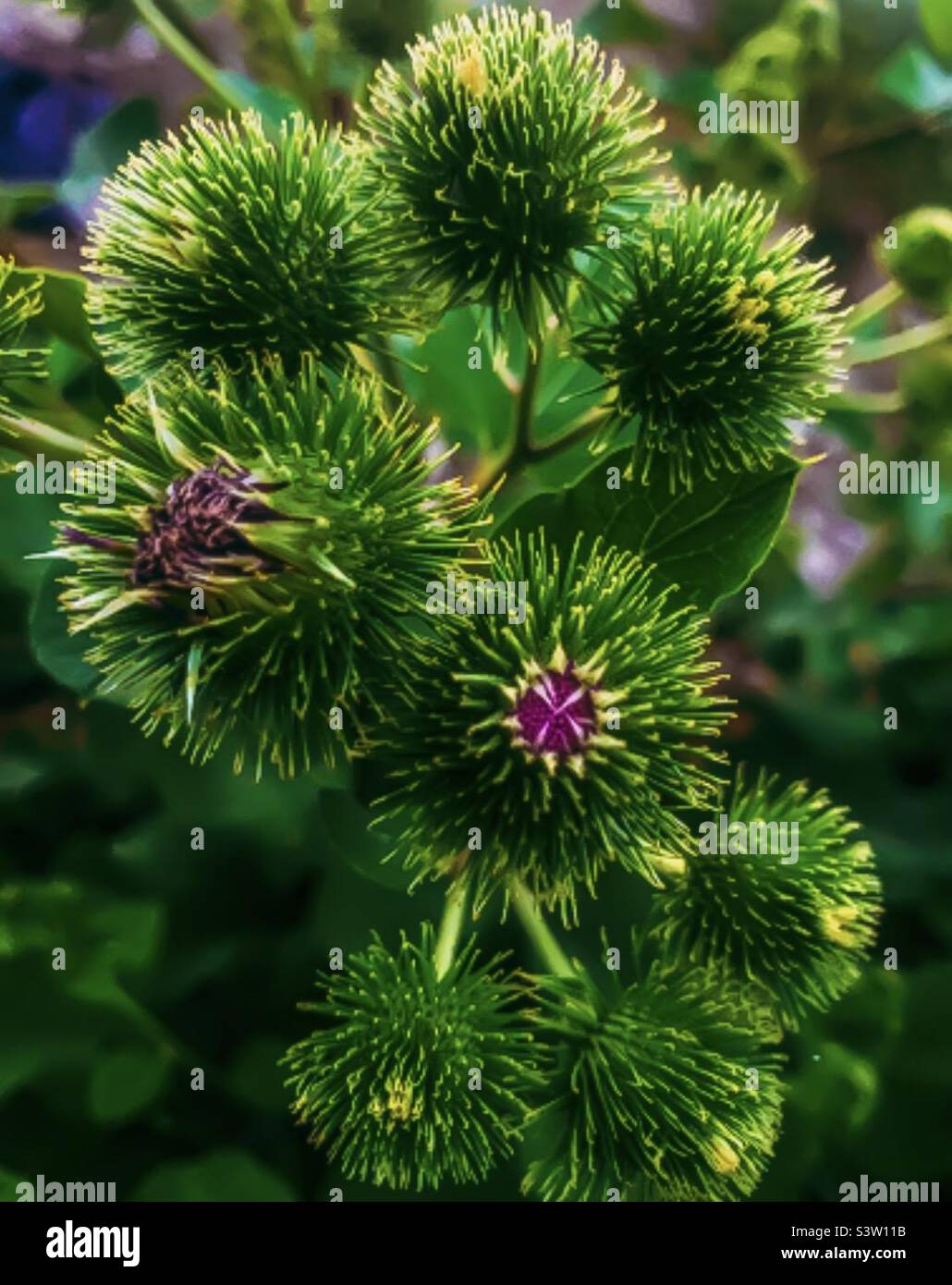 Interessante pflanze -Fotos und -Bildmaterial in hoher Auflösung – Alamy