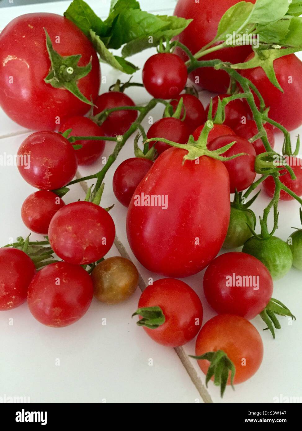 Tomatenernte - Smartphone-aufgenommenes Stockfoto