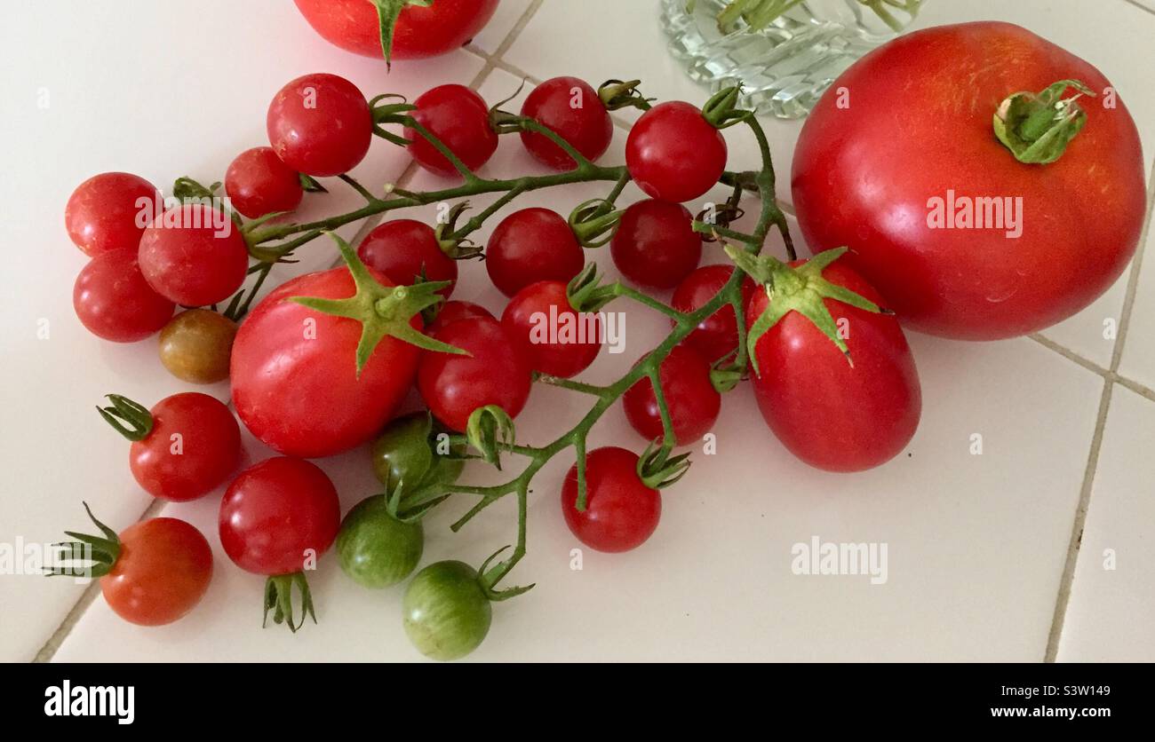 Frische Tomaten-Ernte Stockfoto