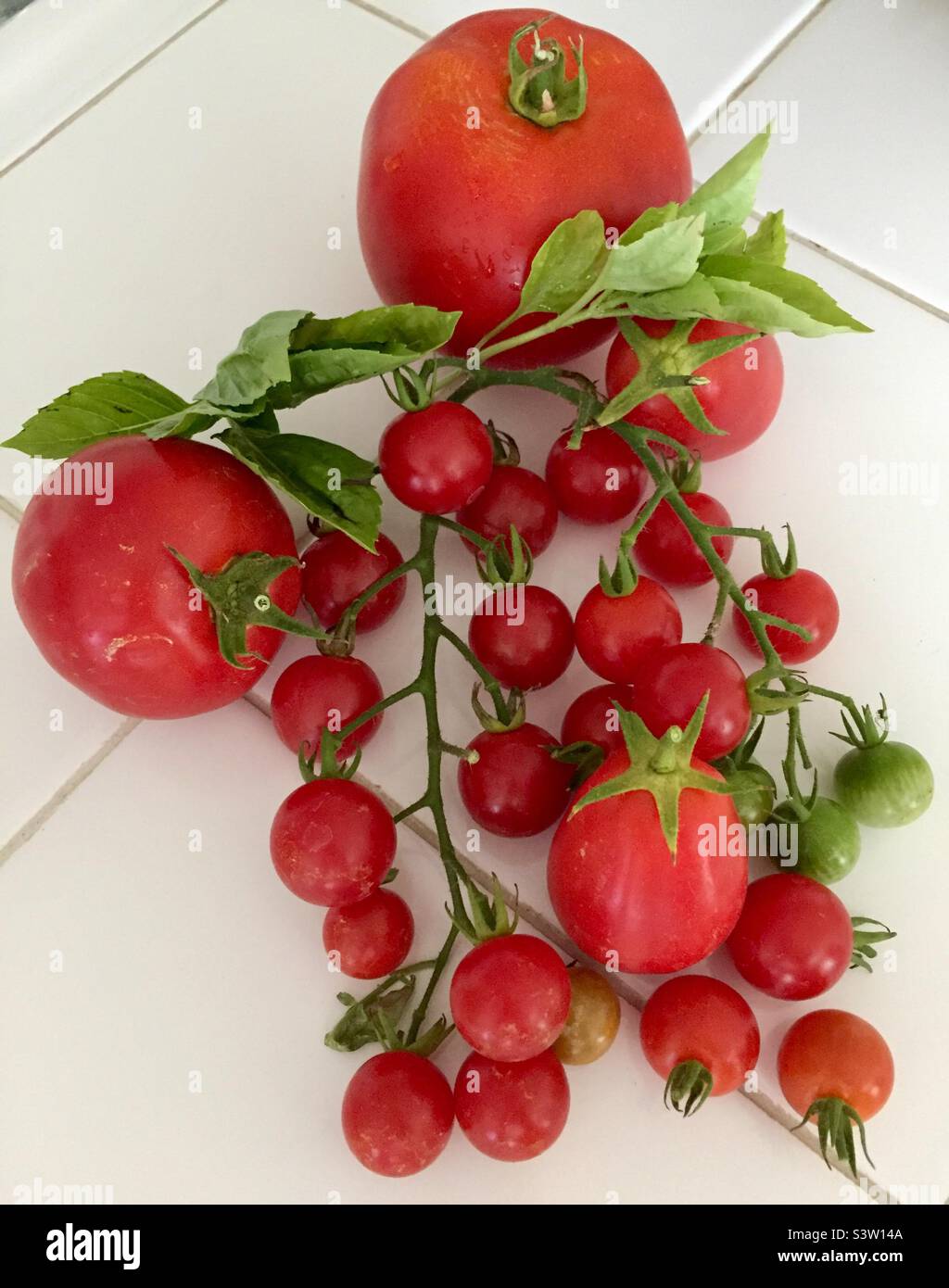 Frische Tomaten - Smartphone-aufgenommenes Stockfoto