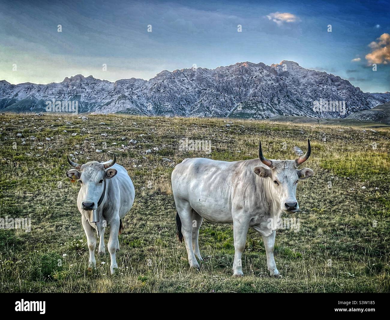Campo imperatore - bovini al pascolo Stockfoto