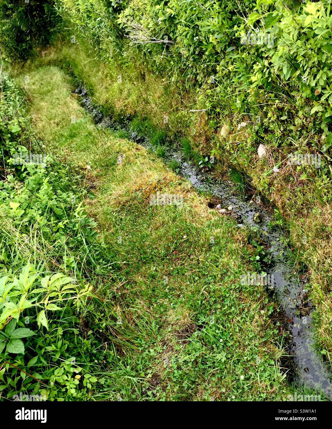 Regenwasser findet seinen Weg in einer Wildnis, Halifax, Kanada. Ein Stück ungezogener Natur mit einem diagonalen Bach. Sanfte Kurve. Wohin führt es? Stockfoto