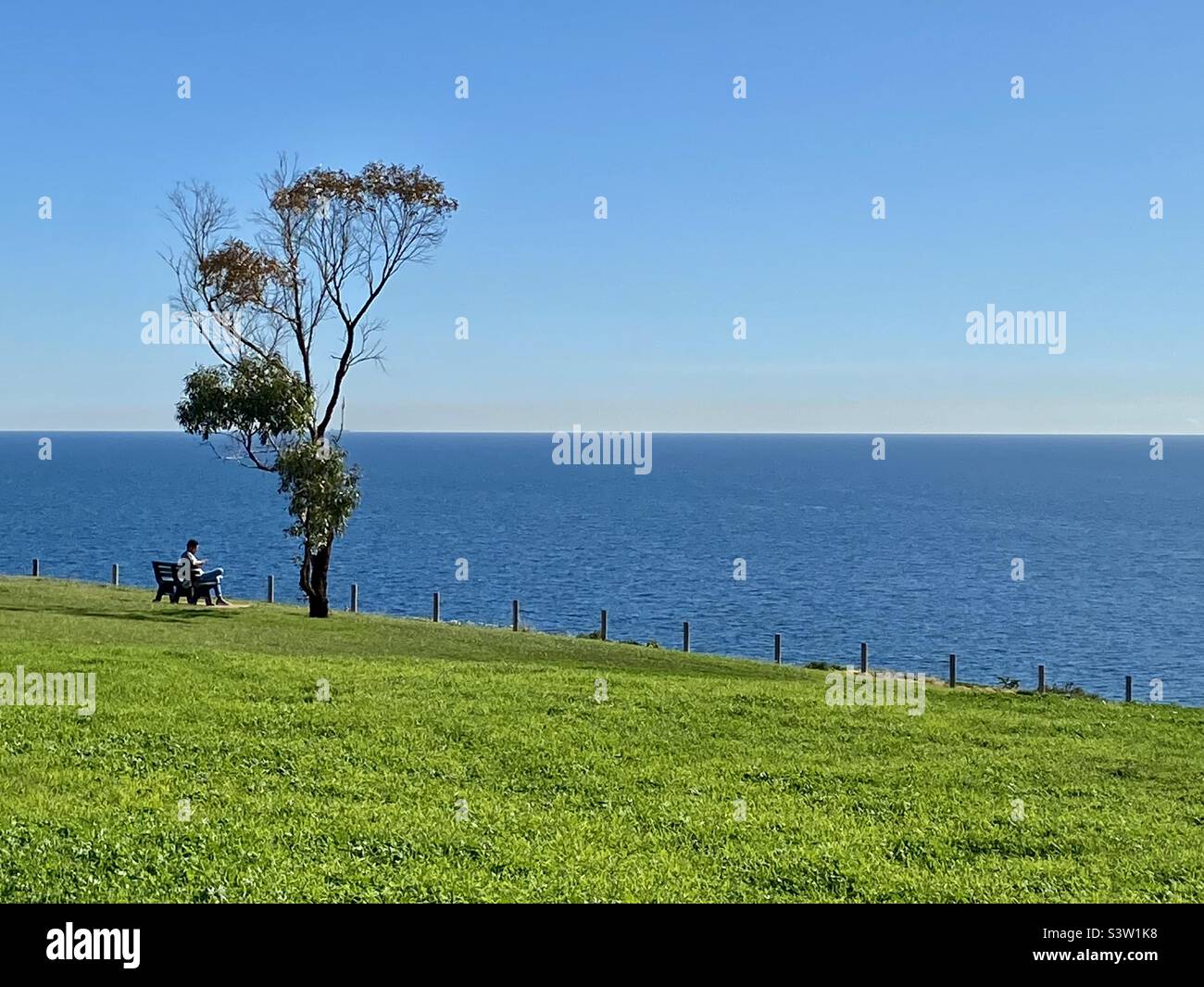 Eukalyptusbaum mit Blick auf den Pazifik - Smartphone-aufgenommenes Stockfoto