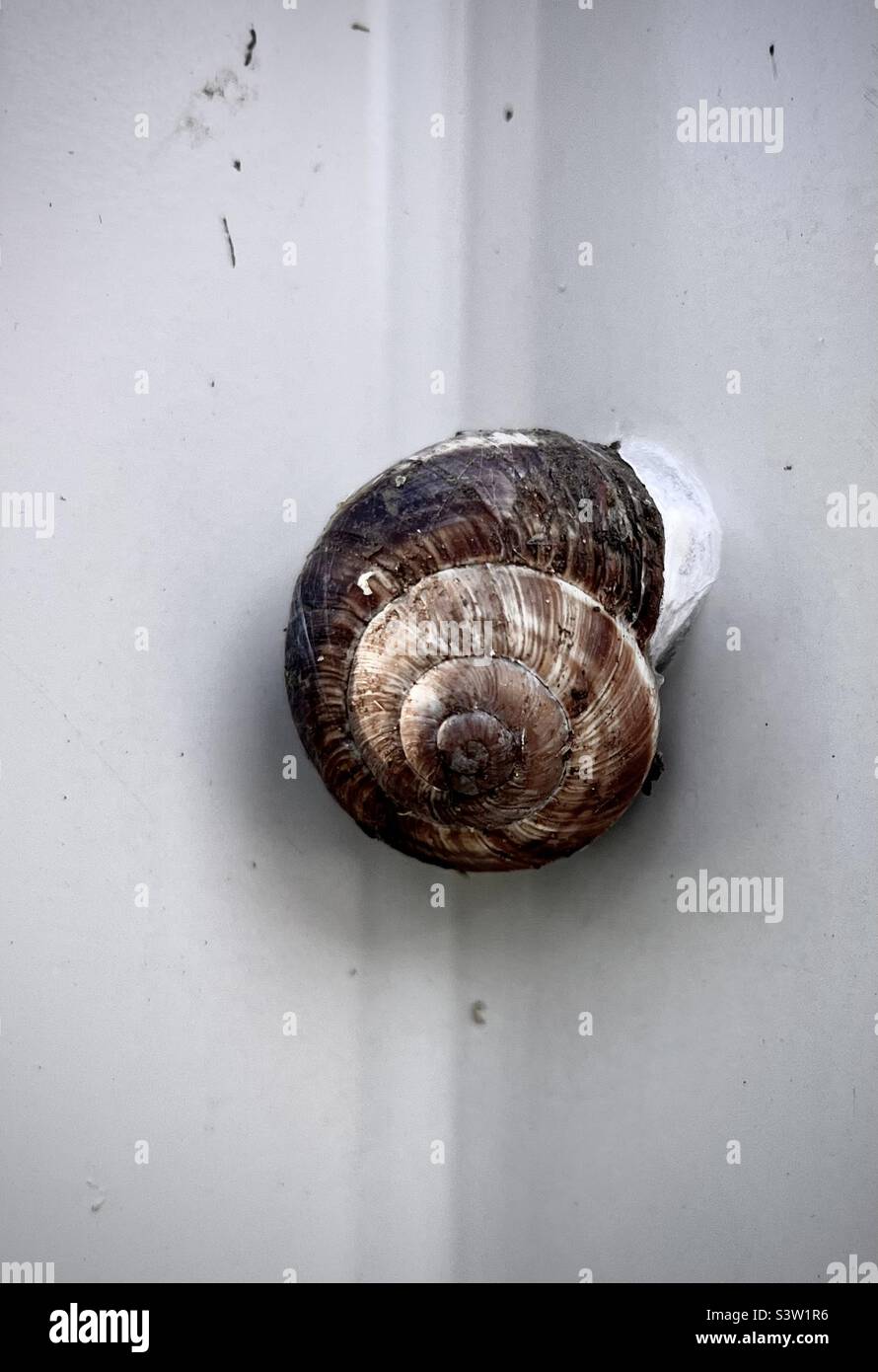Gartenschnecke Helix aspersa ästhetisch auf Metalloberfläche im urbanen Umfeld Stockfoto