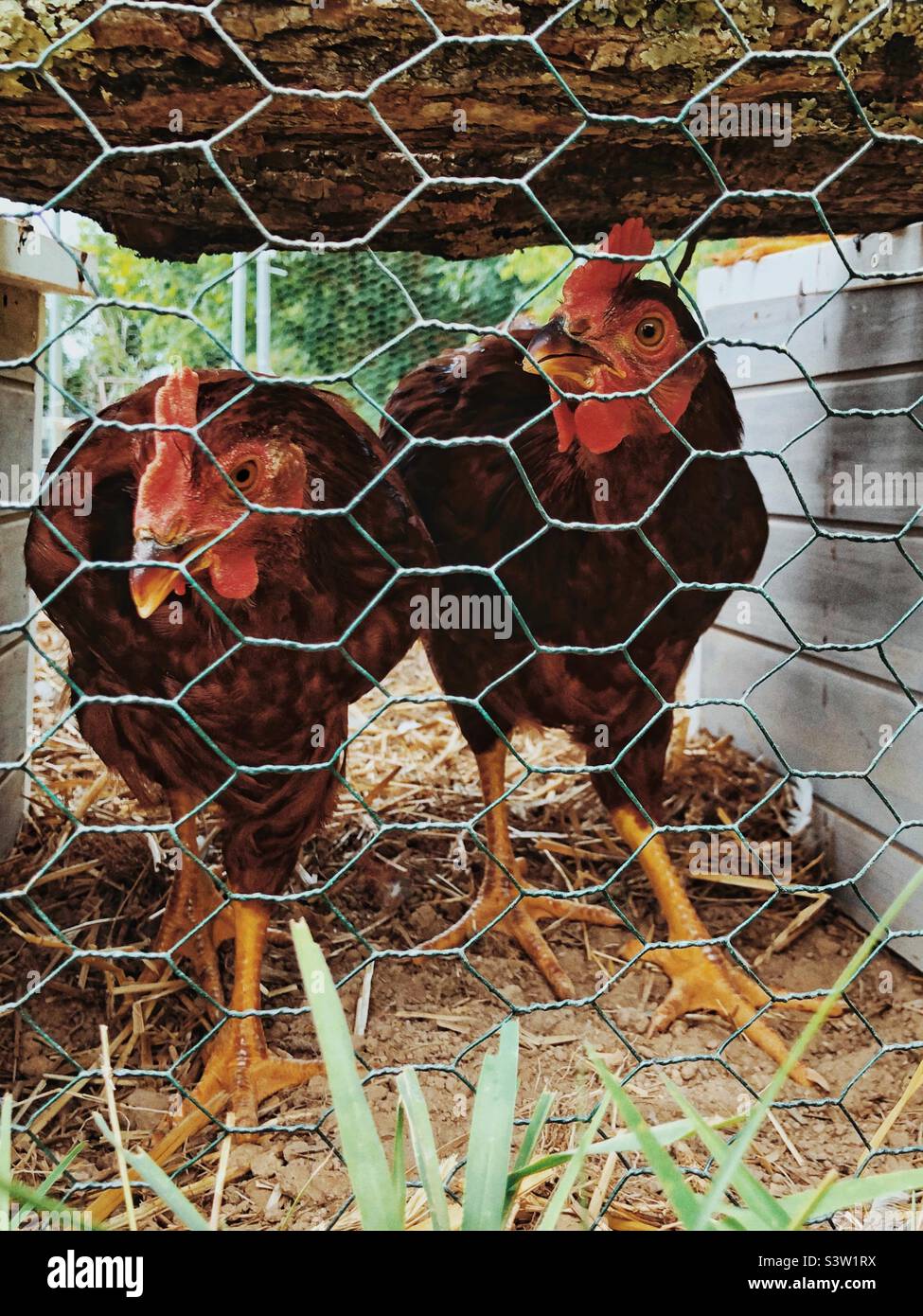 Pullets im Gefängnis Stockfoto